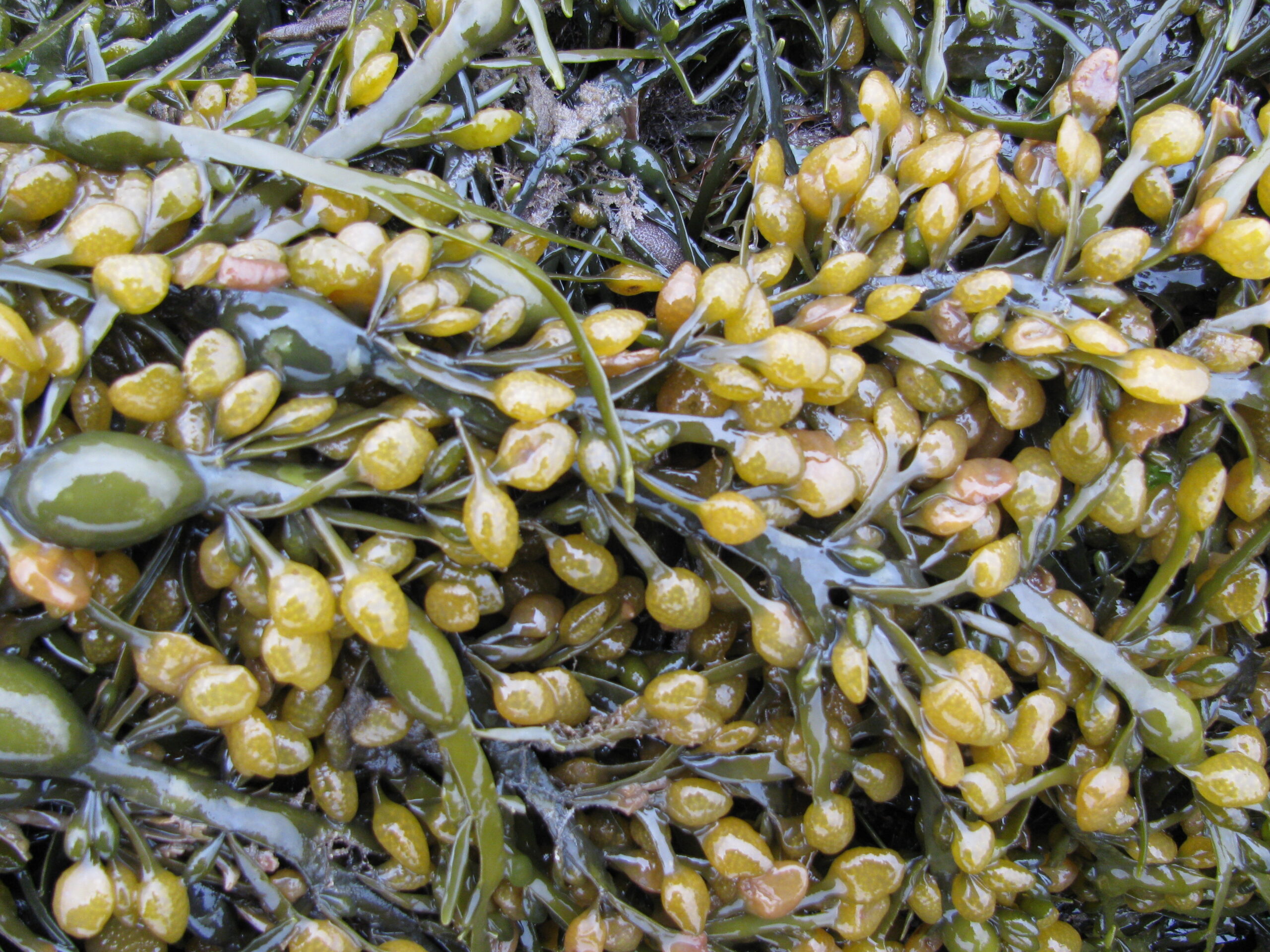 ascophyllum_reproduction_1427