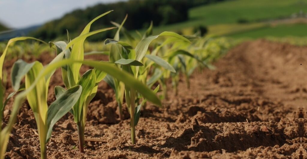 cornfield_corn_clouds_field_agriculture_arable_corn_plants_green-1041189