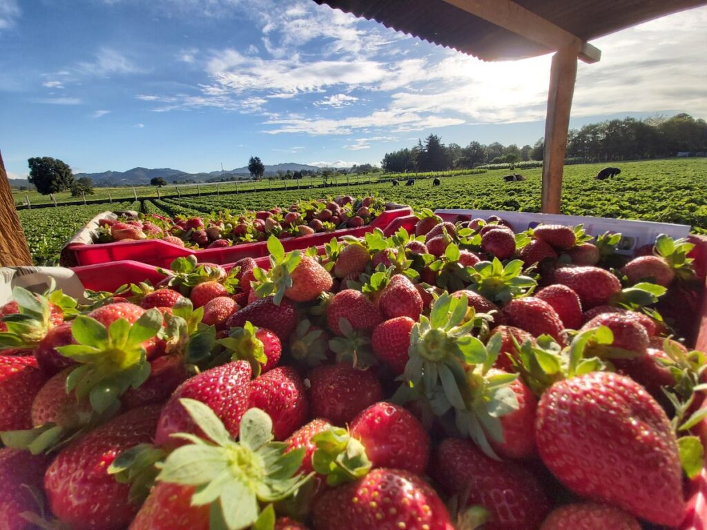 Los aminoácidos de AMINON WSP®, eficaz biofertilizante para la fresa