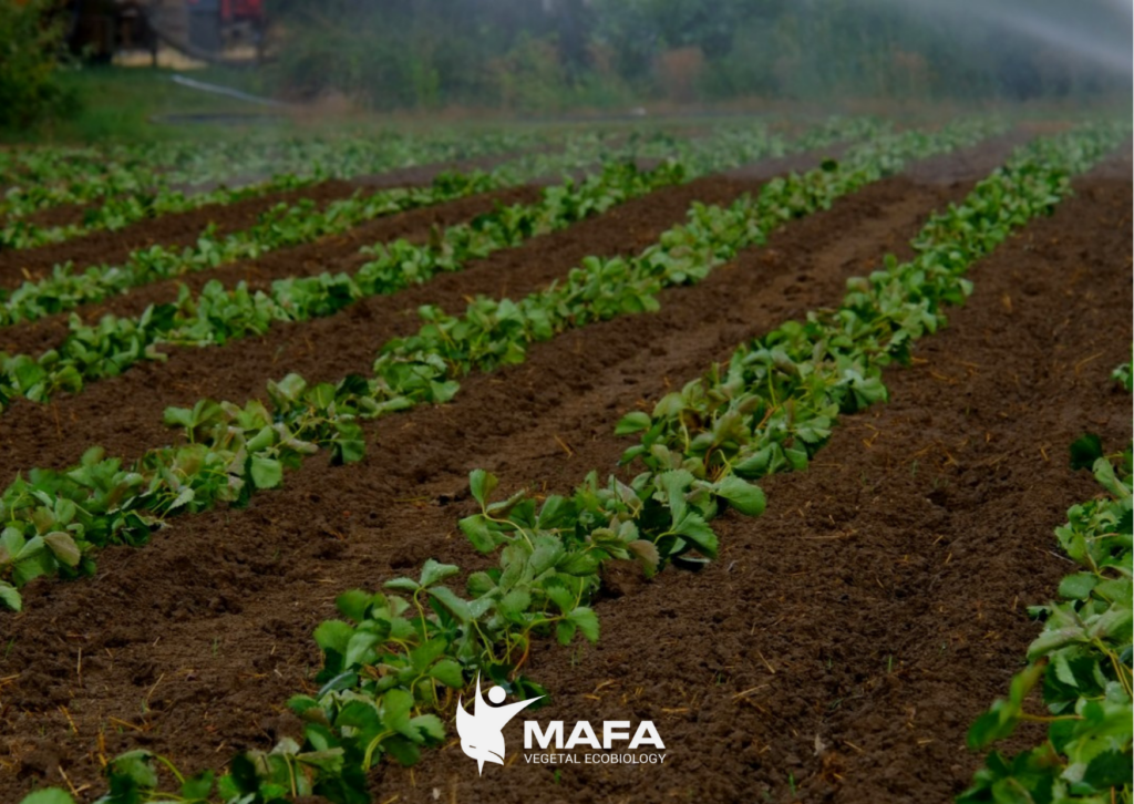 5 formas de optimizar el uso del agua en el campo