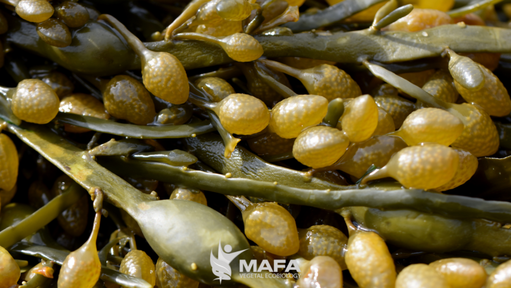 Proteger los cultivos frente a las heladas con extracto de algas