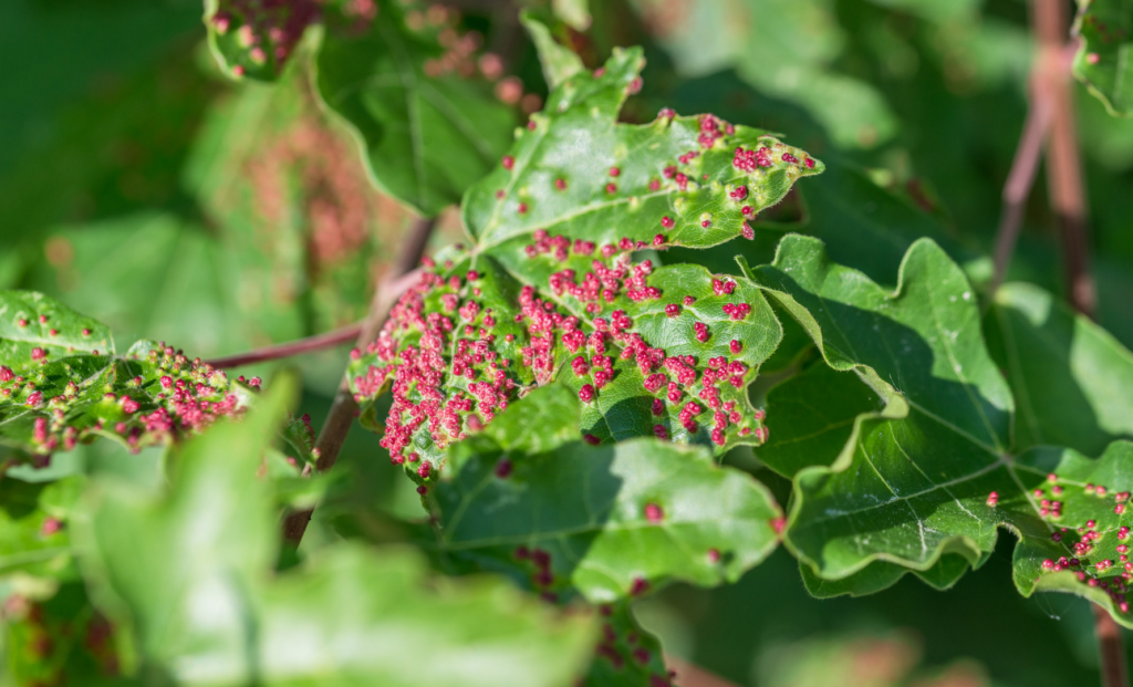 certificaciones-para-produccion-ecologica