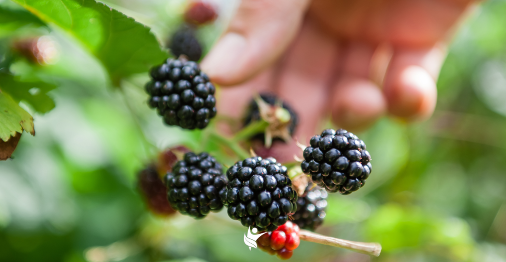 aplicacion-de-bioestimulantes-mafa-al-cultivo-de-la-mora