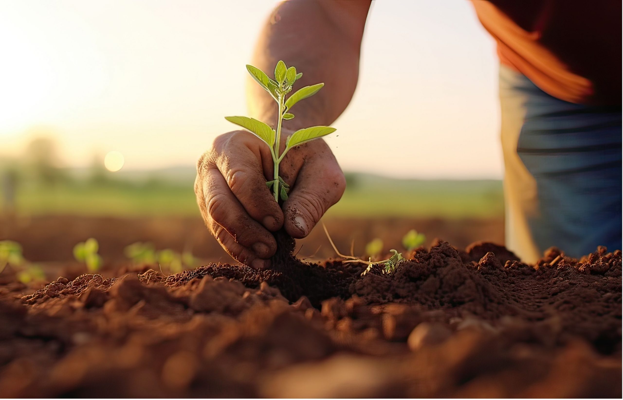 jose-carlos-sanchez-galvez-ceo-de-mafa-una-agricultura-sostenible-necesita-soluciones-innovadoras-consenso-y-menos-burocracia