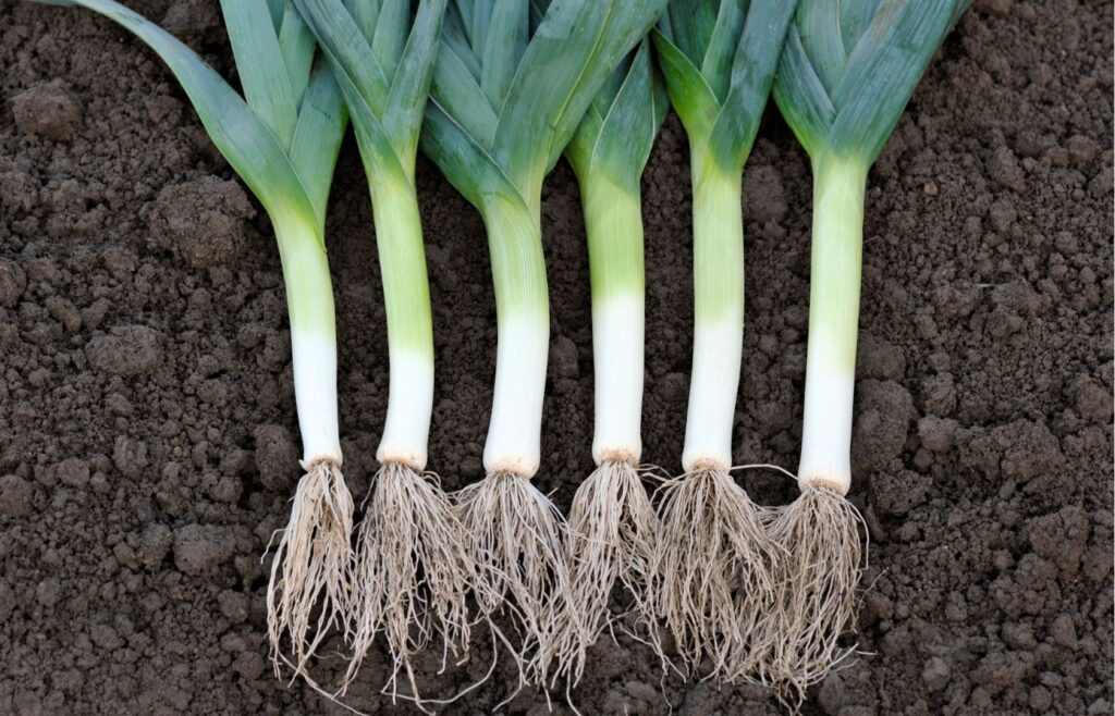 puerros-de-mayor-calidad-con-eklobac-de-mafa