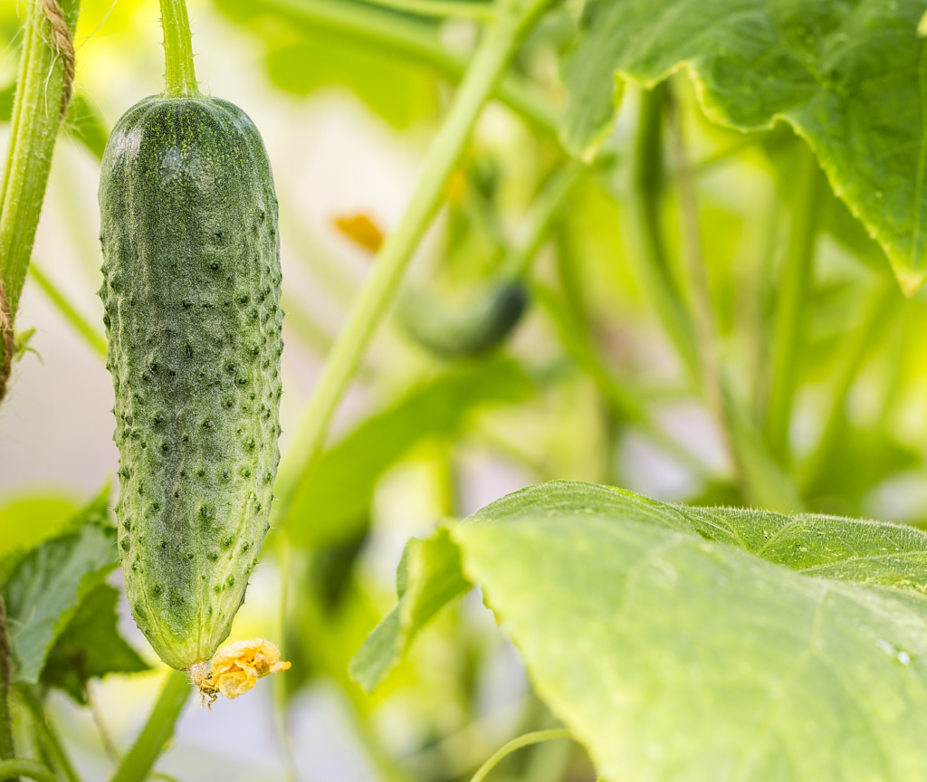 bioestimulantes-mafa-en-el-cultivo-del-pepino
