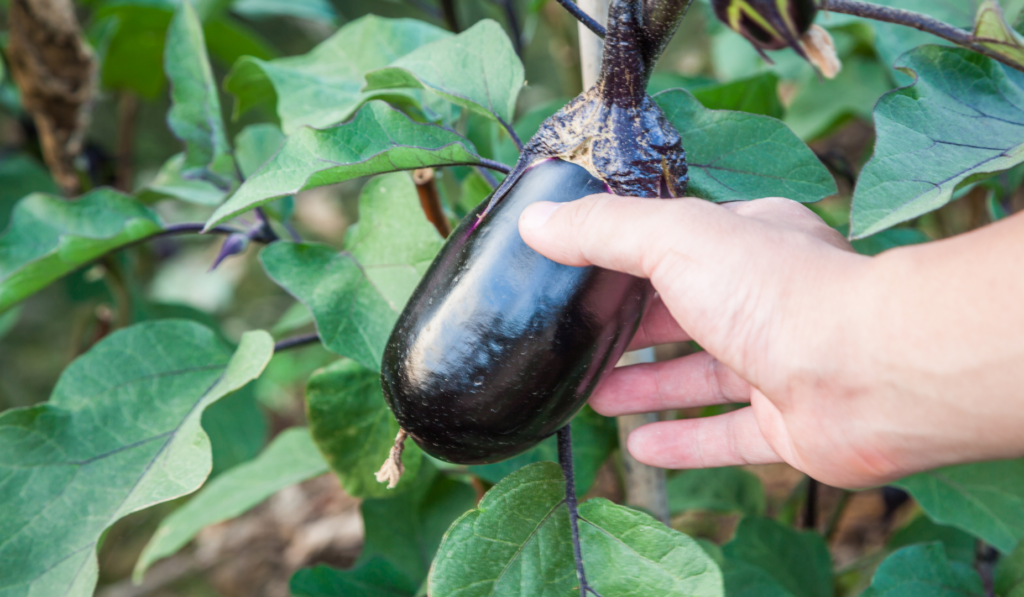 la-efectividad-de-indumax-contra-el-hongo-verticillium-en-la-berenjena