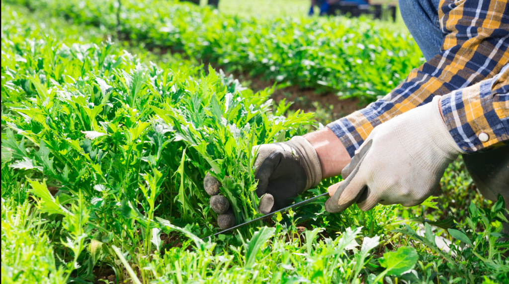 efectividad-del-probiotico-trichospore-en-el-cultivo-de-la-rucula-2
