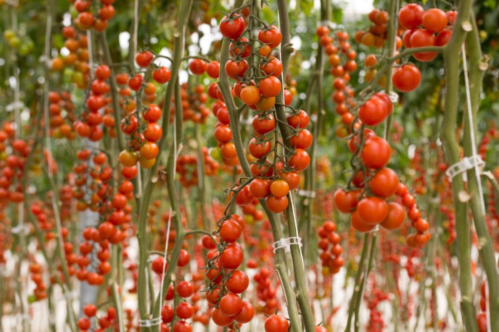 Alta efectividad de Asperbio y Prebiostart en el control biológico del hongo Fusarium