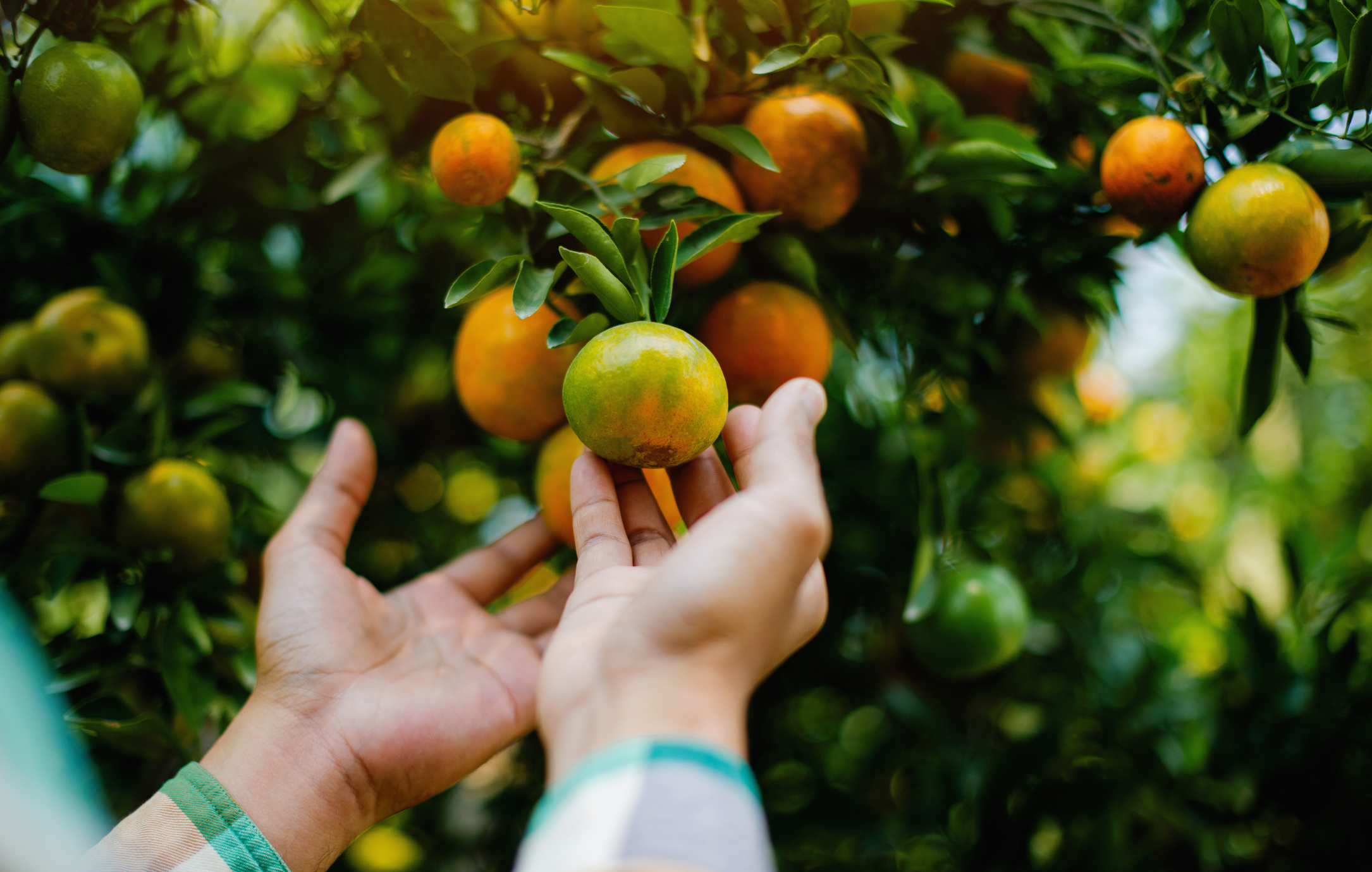 Diccionario abreviado de la agricultura regenerativa conceptos clave