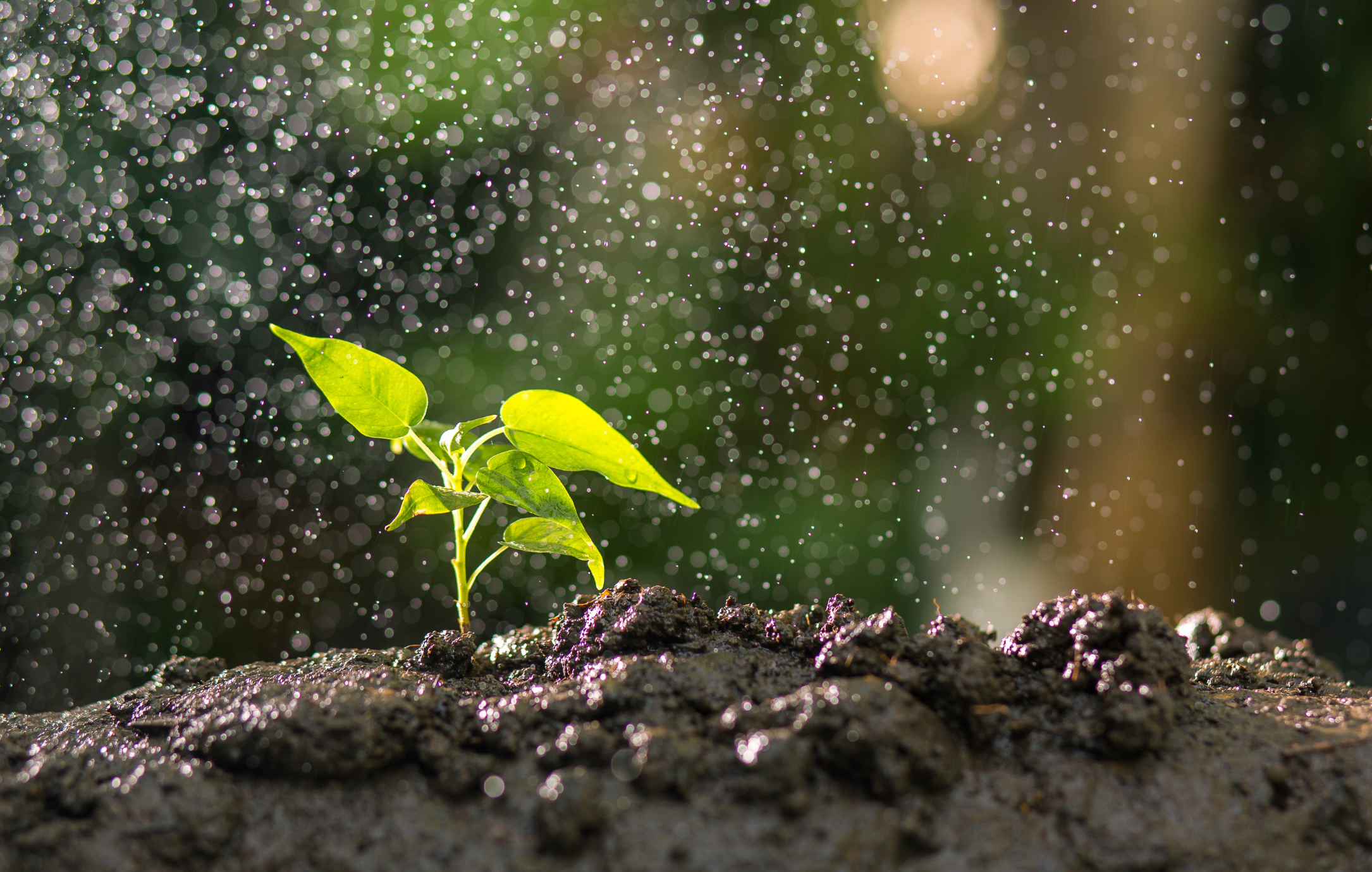 Water is Essential: Enhancing Its Management Through Biostimulant Solutions