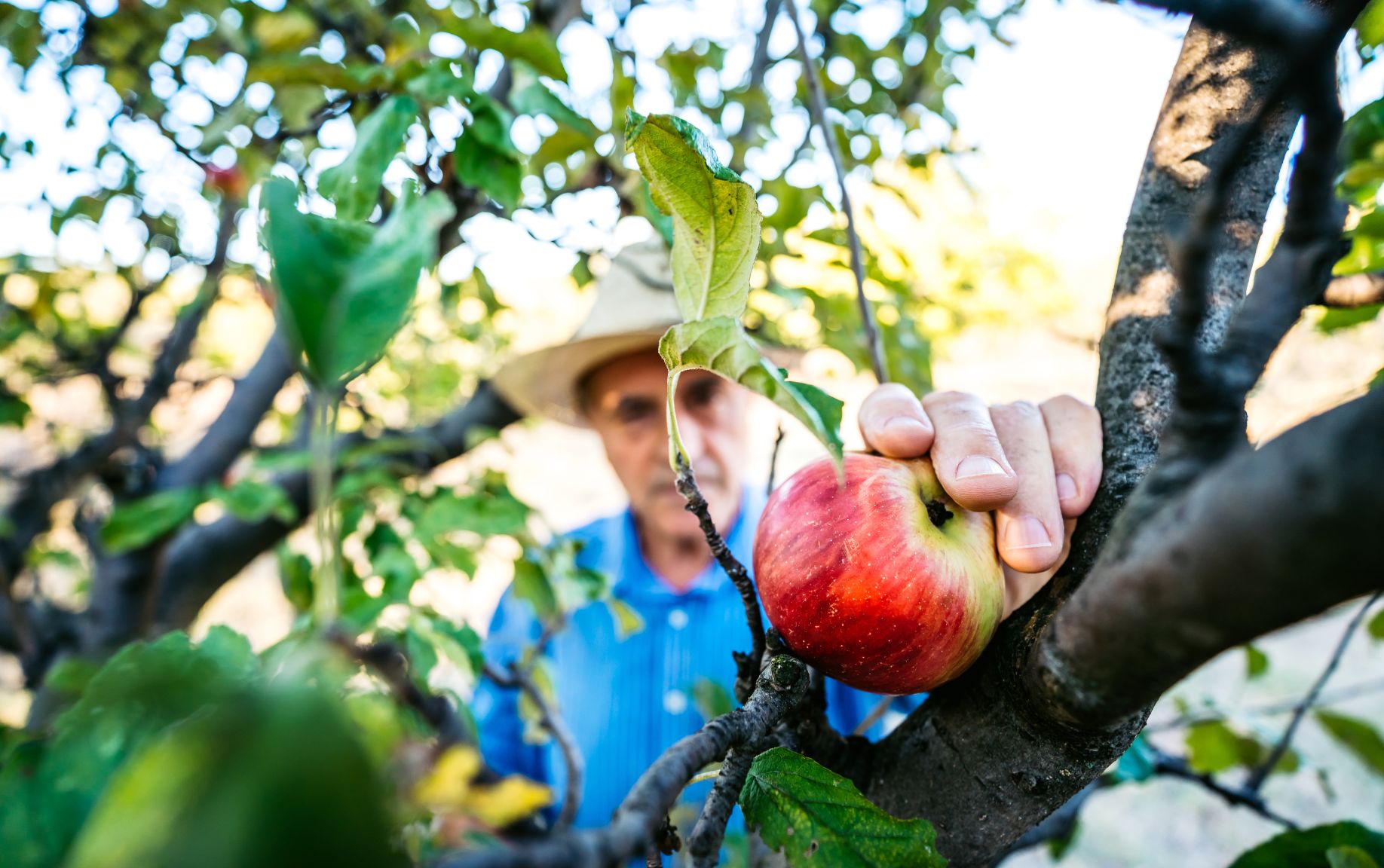 Resiliencia térmica 4 formas de asegurar el crecimiento de la planta y el calibre de los frutos